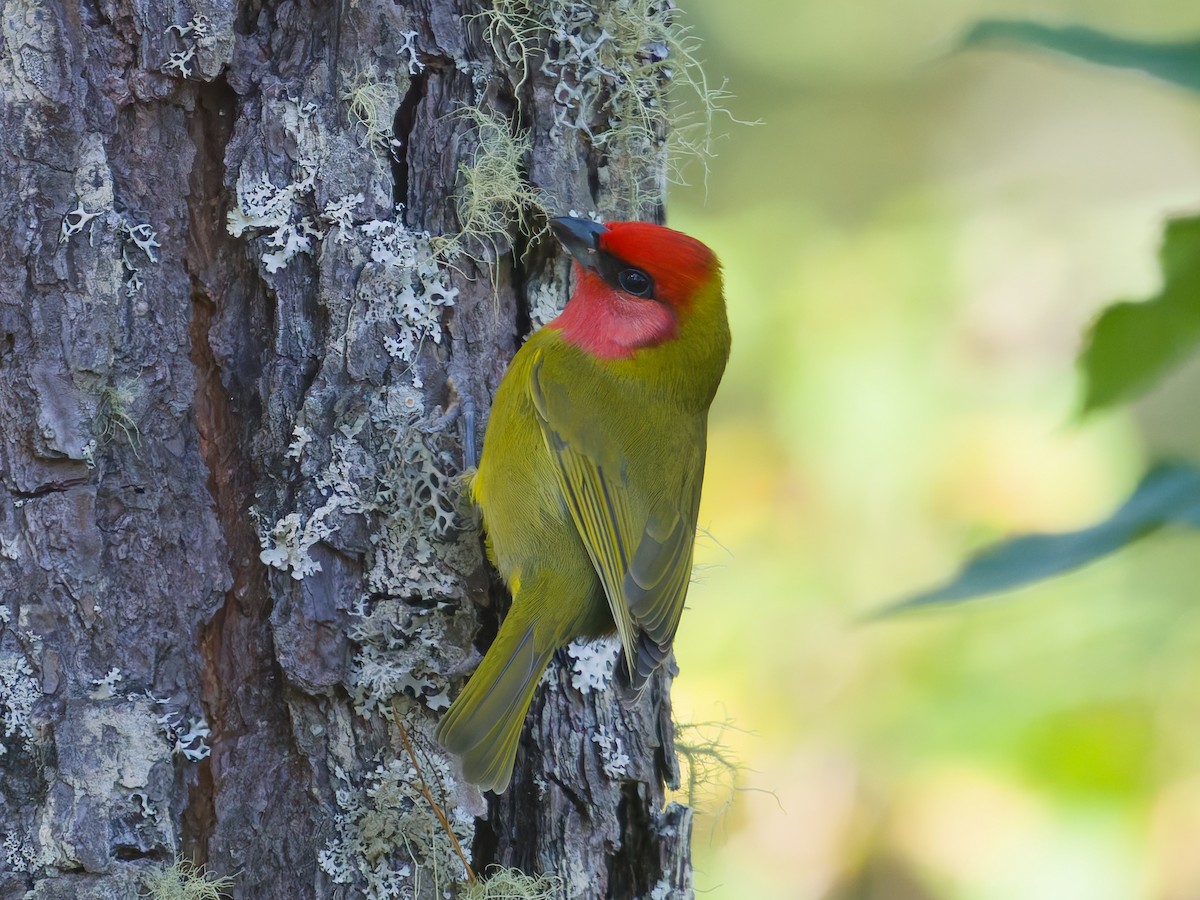 Red-headed Tanager - ML647254558