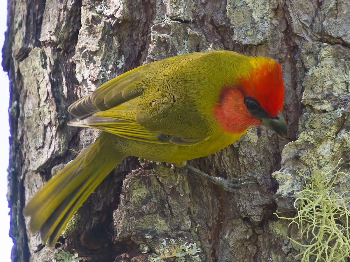 Red-headed Tanager - ML647254559