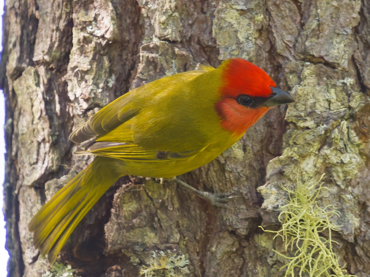 Red-headed Tanager - ML647254560