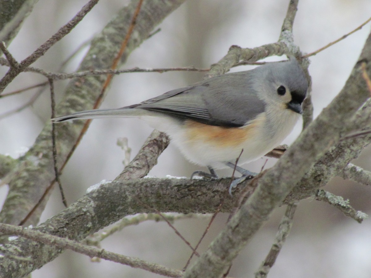 gråduskmeis - ML647254569