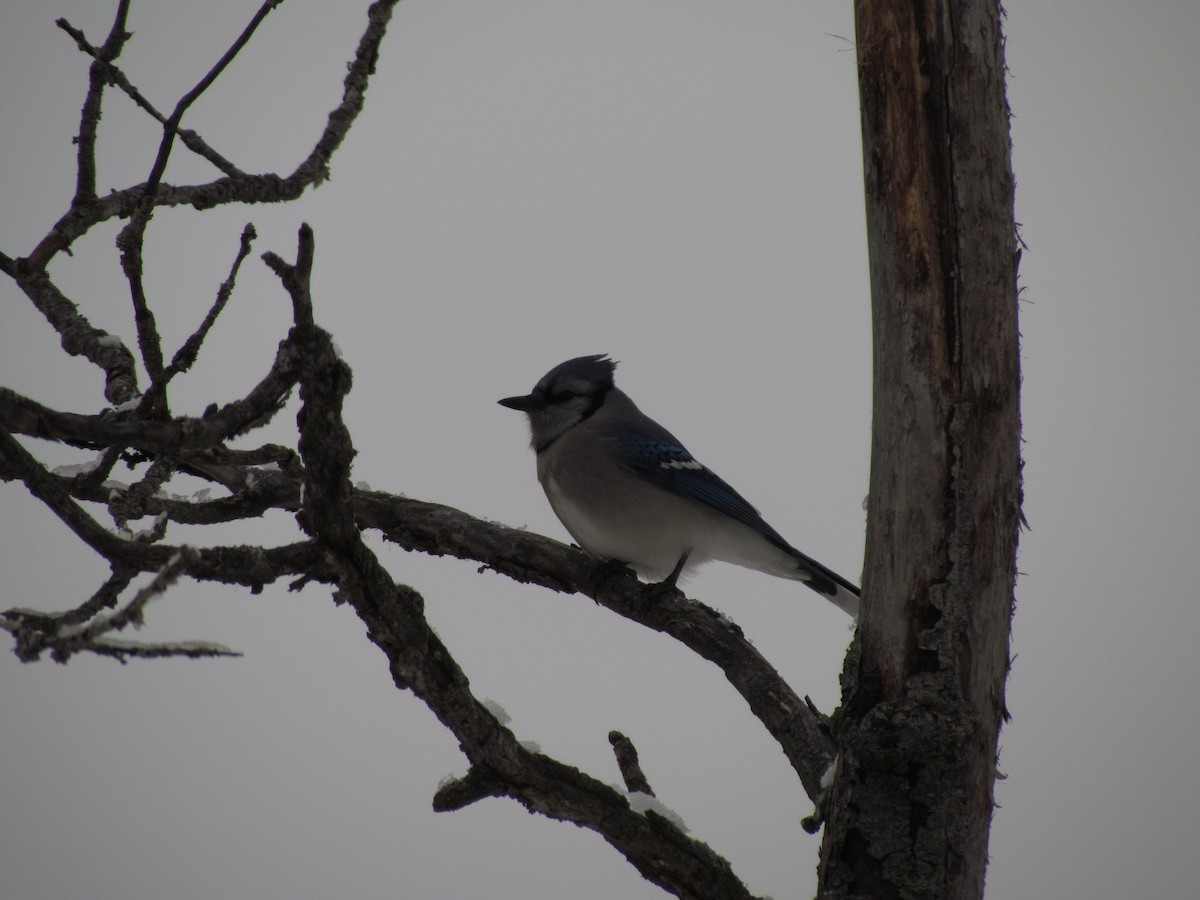 gråduskmeis - ML647254571