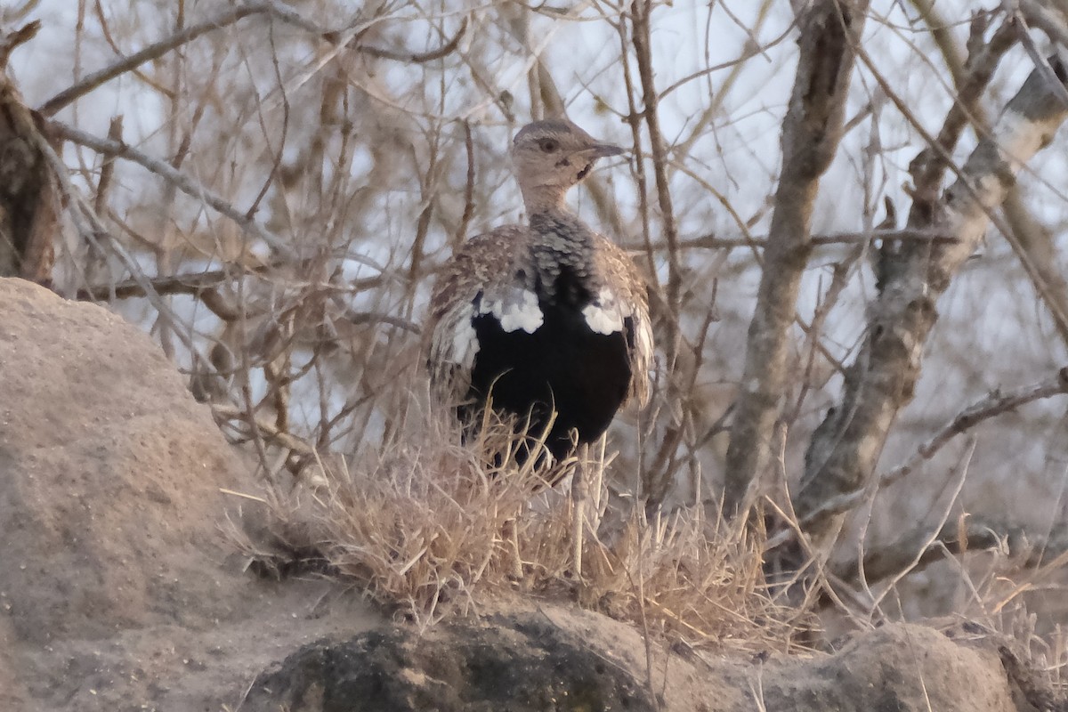 Red-crested Bustard - ML647254573