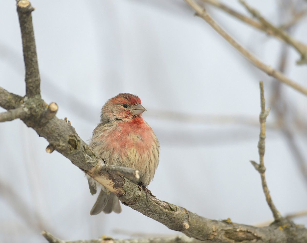 House Finch - ML647254582