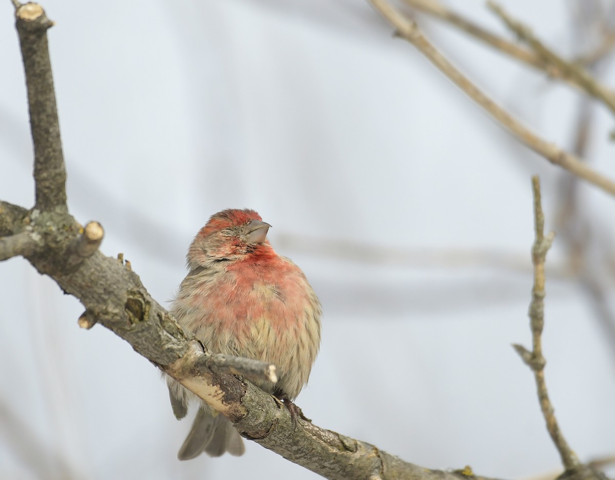 House Finch - ML647254584