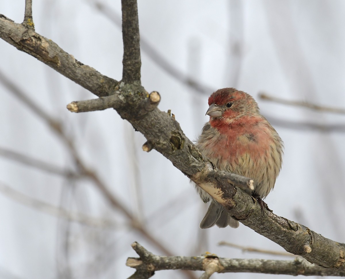 House Finch - ML647254585