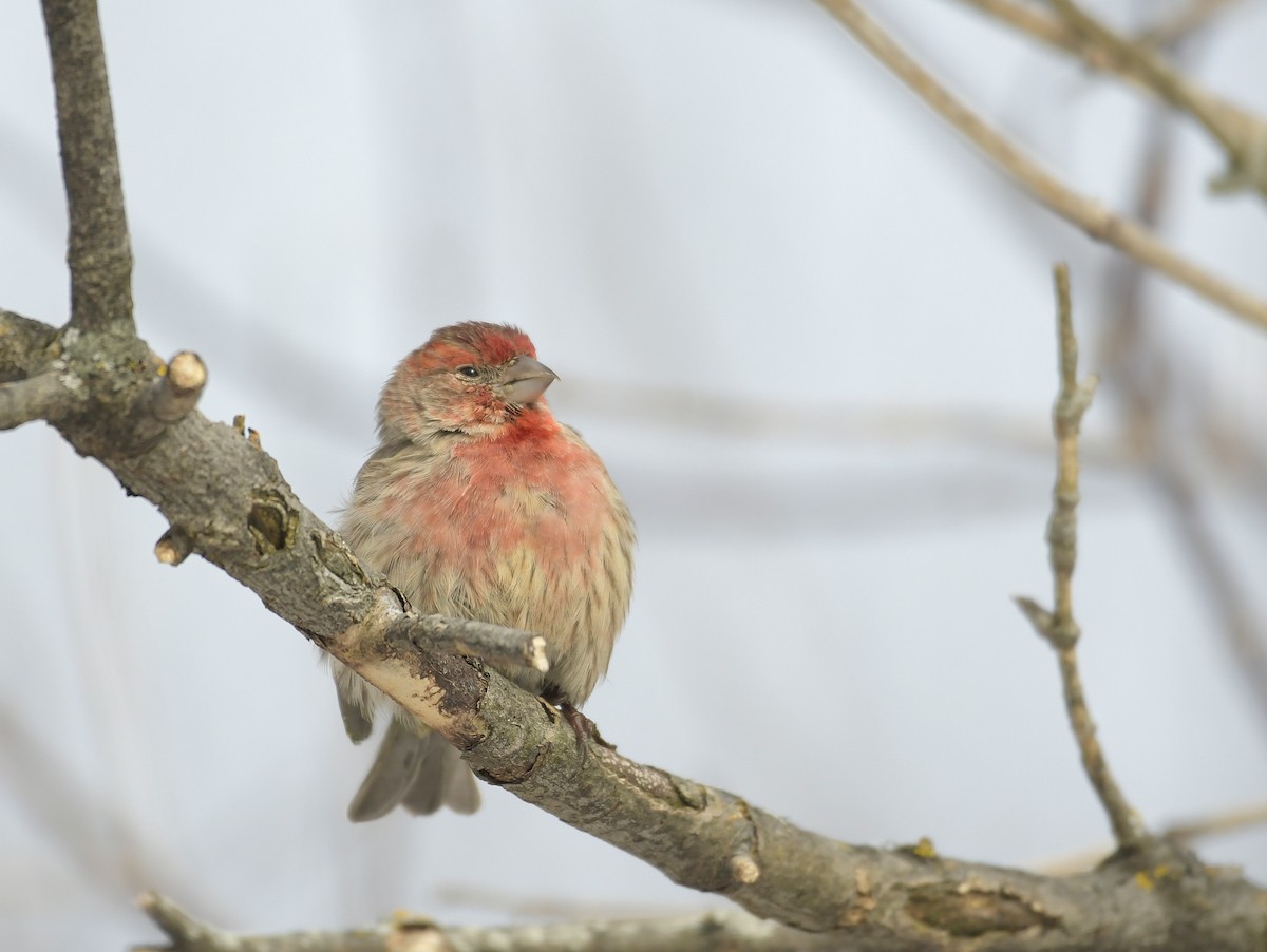 House Finch - ML647254586