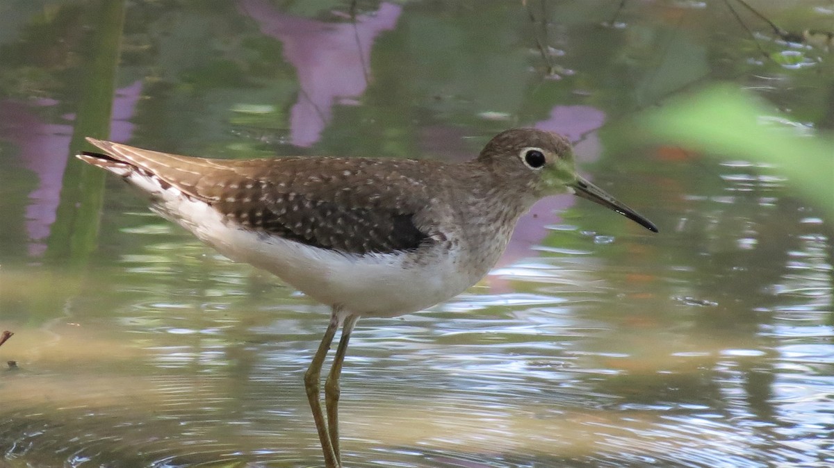 Solitary Sandpiper - ML647254589