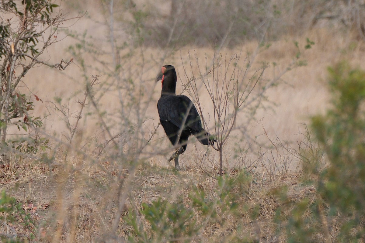 Southern Ground-Hornbill - ML647254594