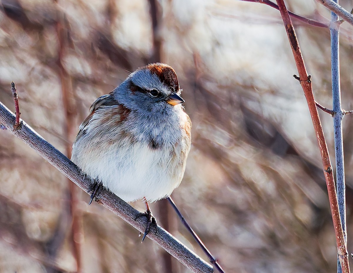 strnádka pokřovní - ML647254595