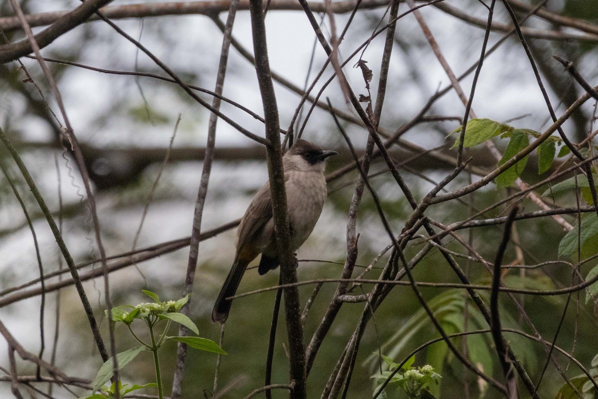Bulbul Ventridorado - ML647254605