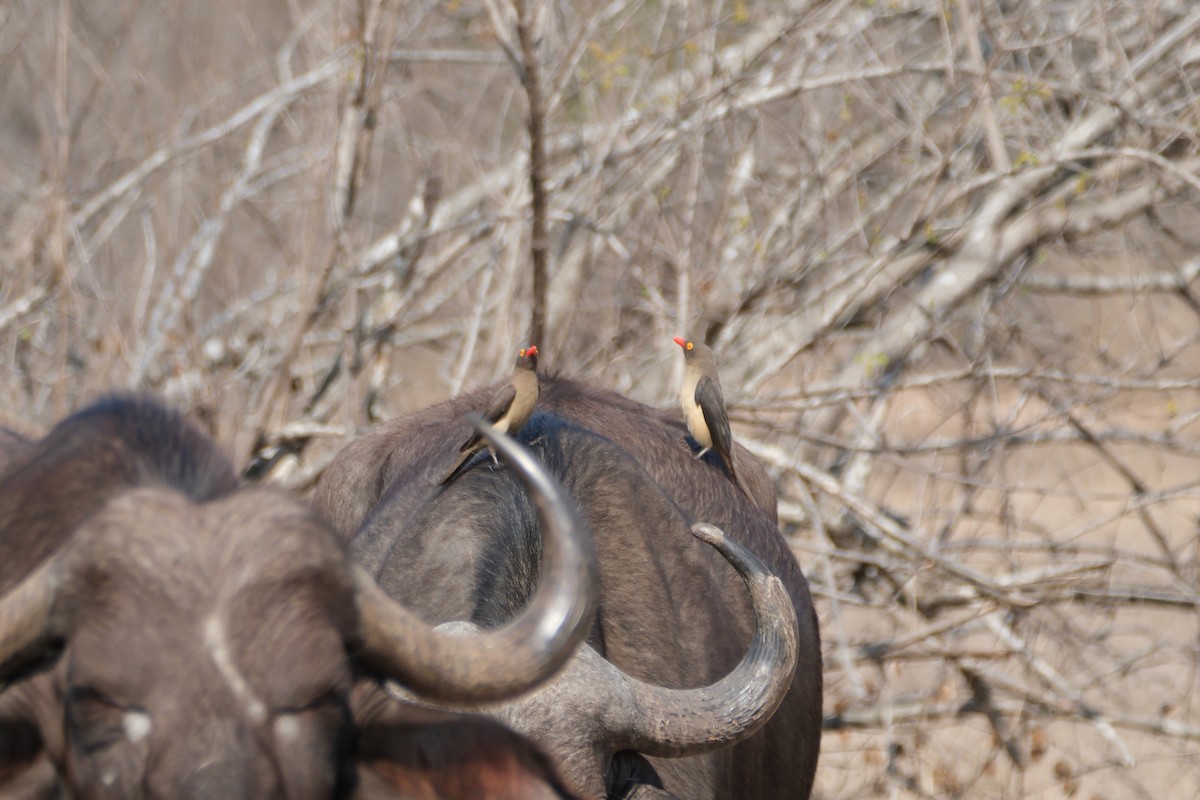 Red-billed Oxpecker - ML647254615