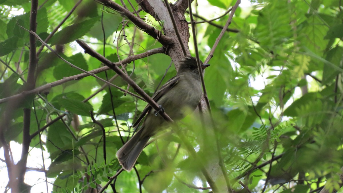 Élénie siffleuse - ML647254623