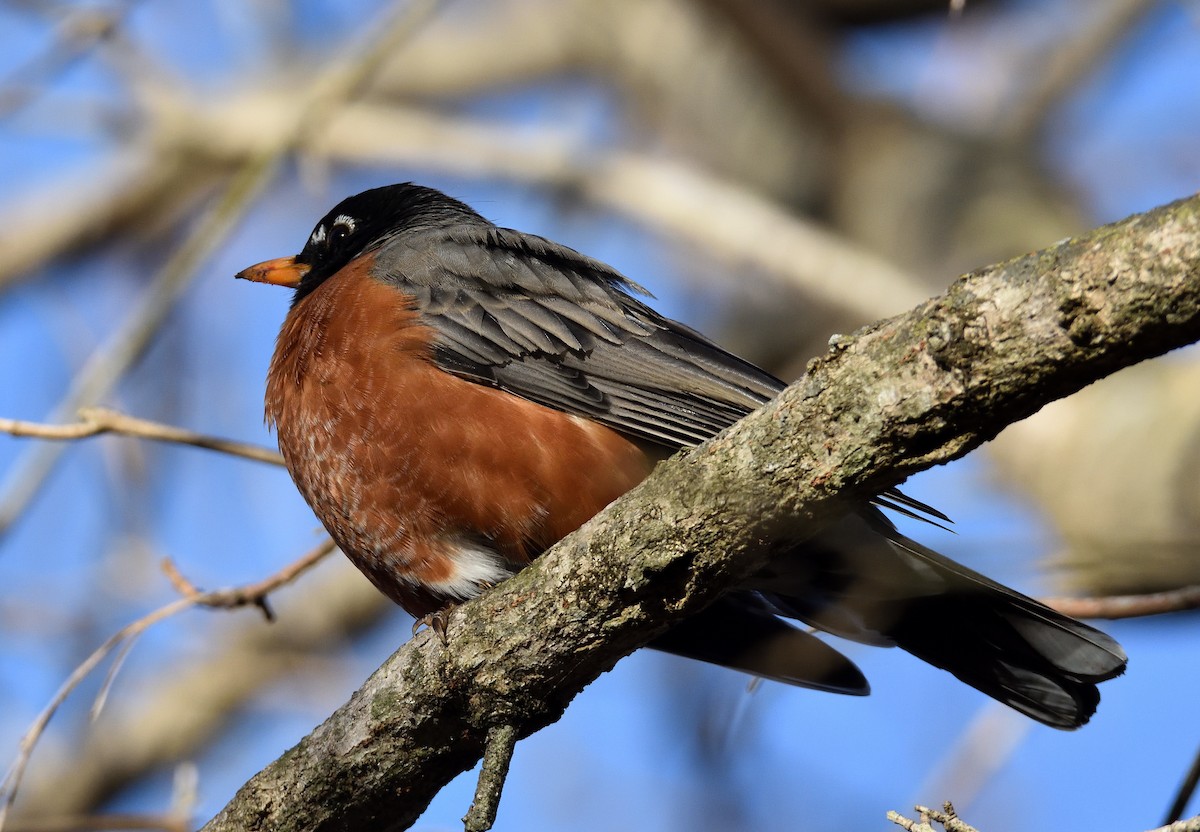American Robin - ML647254633