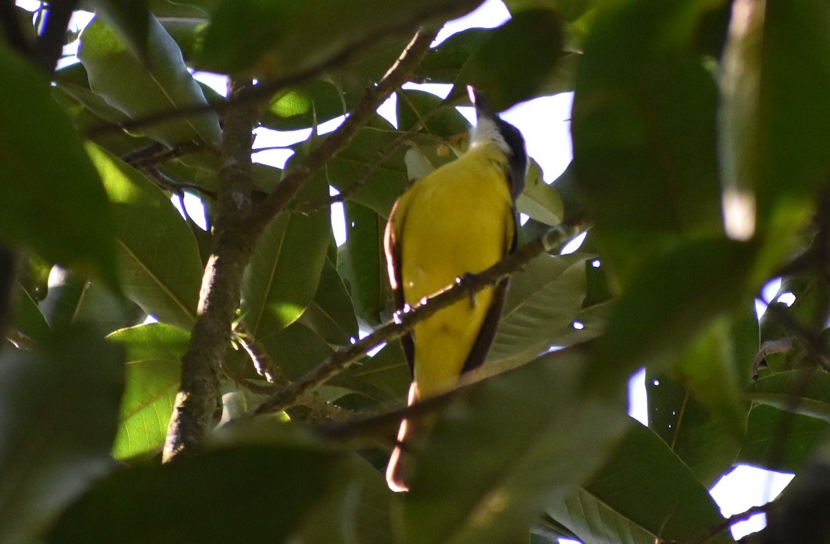 Пітанга-великодзьоб - ML647254634