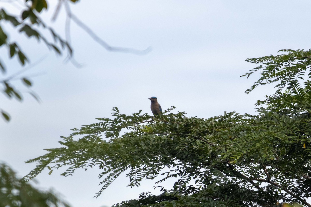 Indochinese Roller - ML647254635