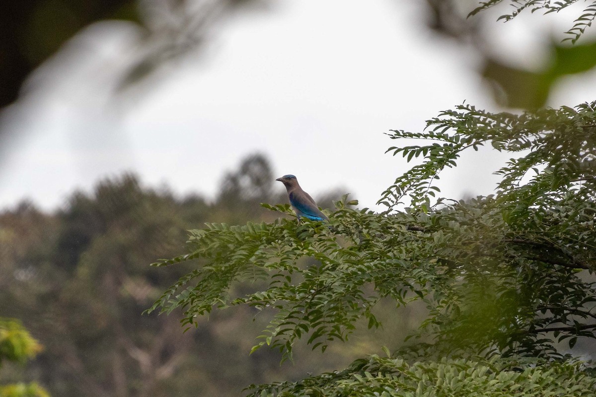 Indochinese Roller - ML647254637