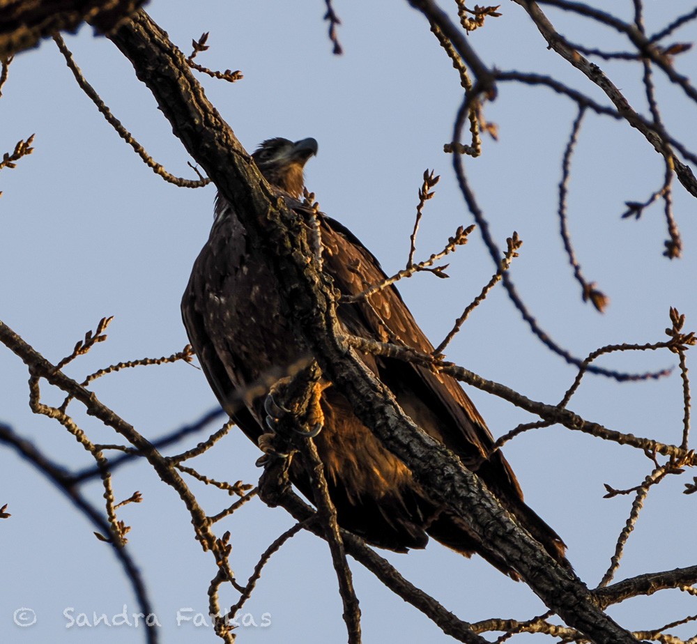 Bald Eagle - ML647254638