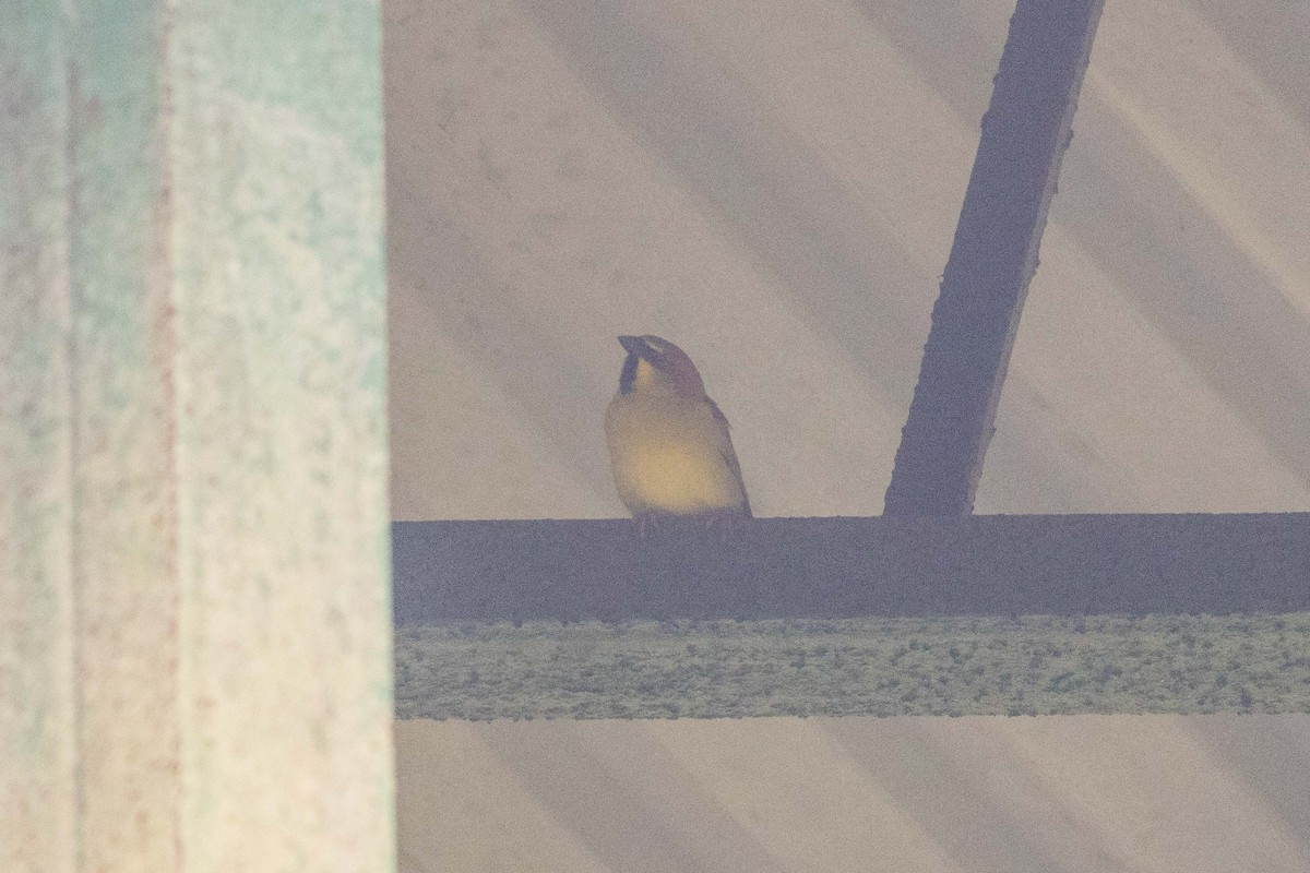 セアカスズメ - ML647254645