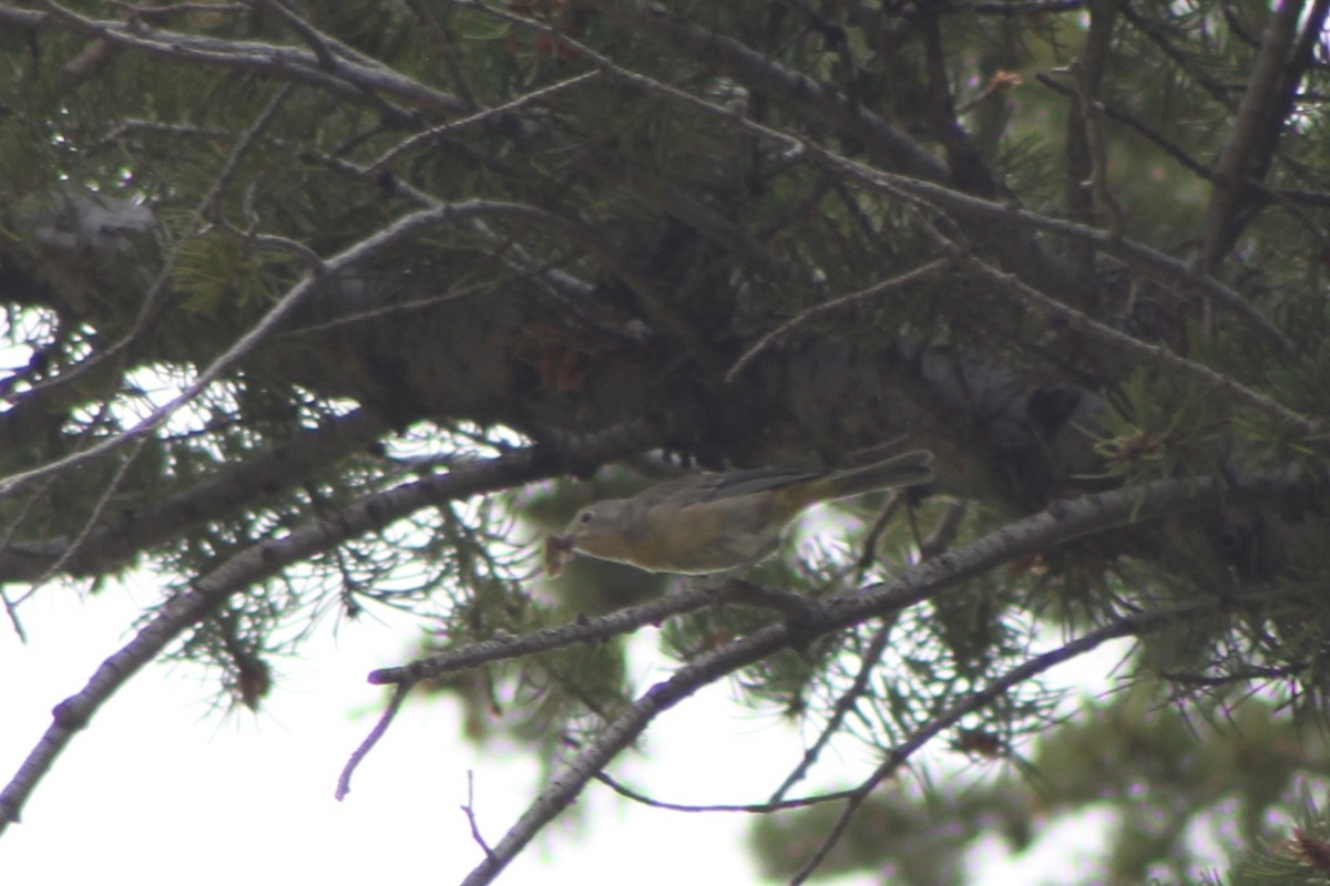 Virginia's Warbler - ML647254647