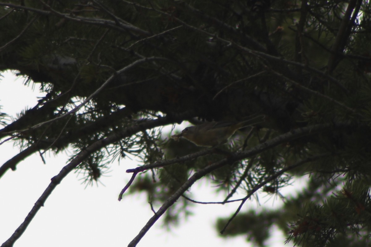 Virginia's Warbler - ML647254648