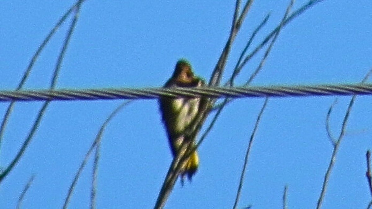 Northern Flicker - ML647254650