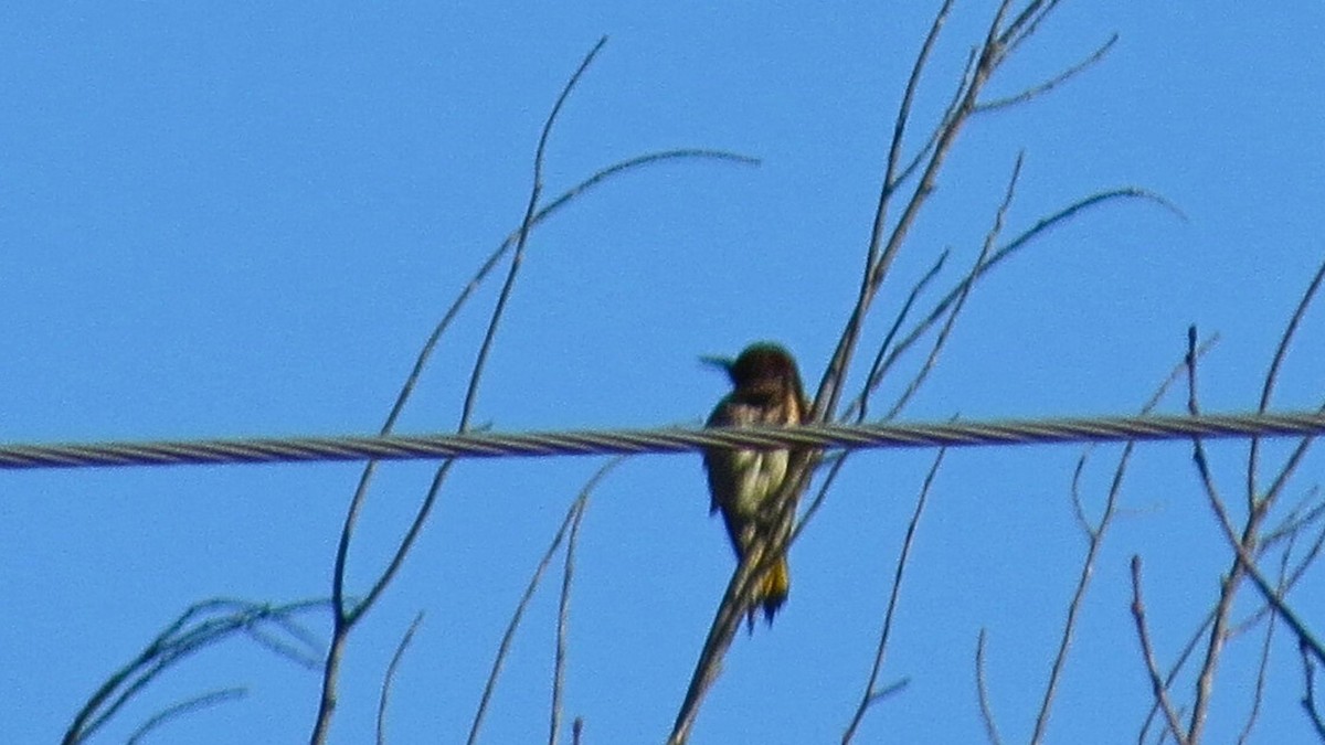 Northern Flicker - ML647254651