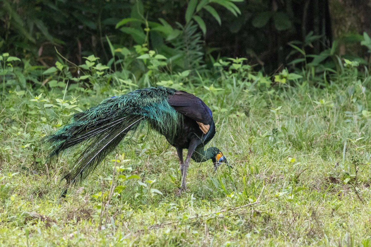 Павич синьокрилий - ML647254657