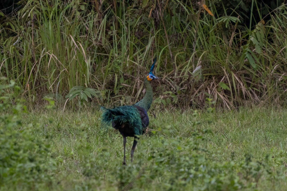 Павич синьокрилий - ML647254660