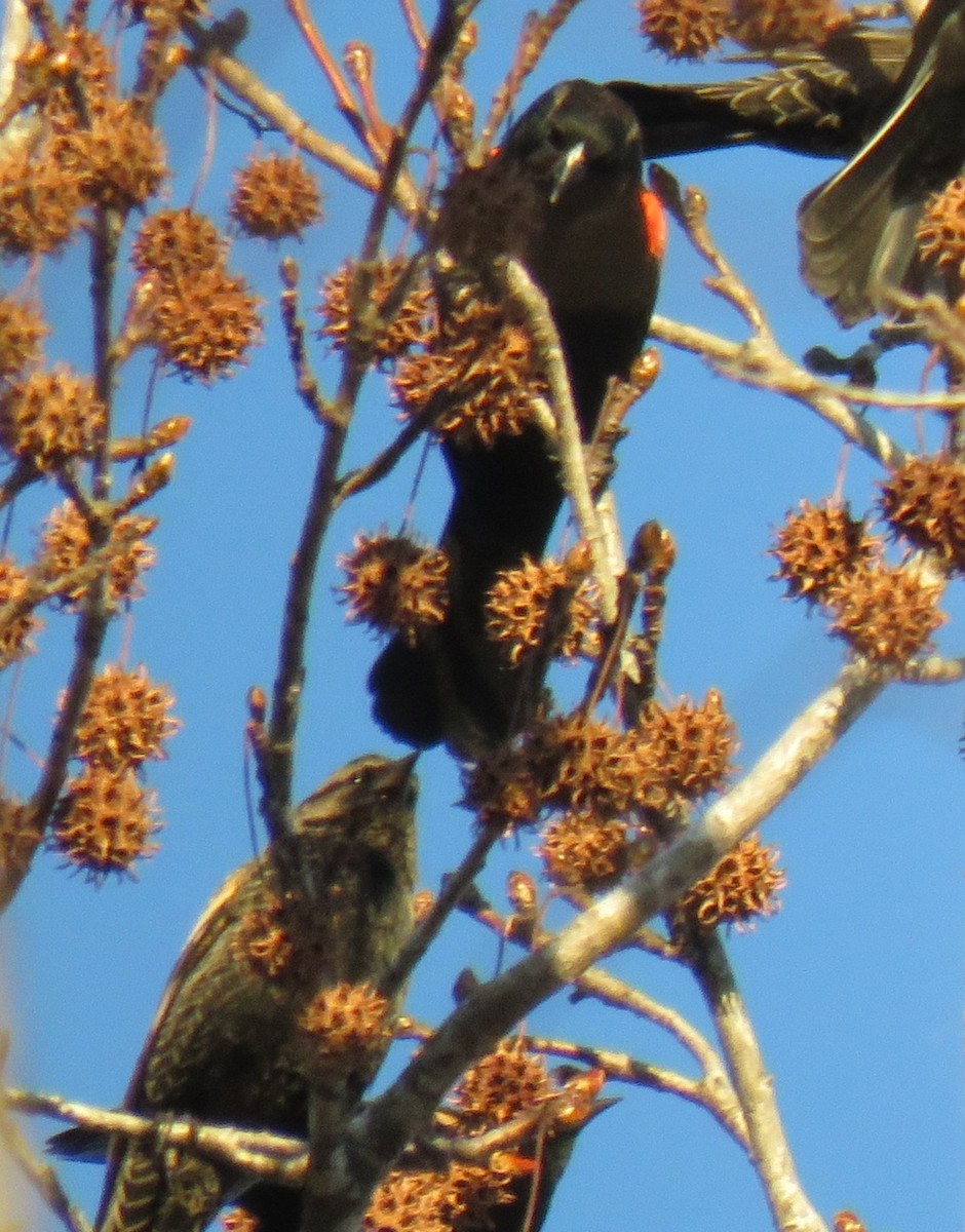 Red-winged Blackbird - ML647254661