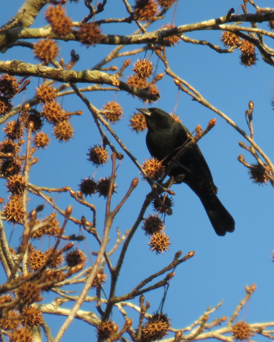 Red-winged Blackbird - ML647254663