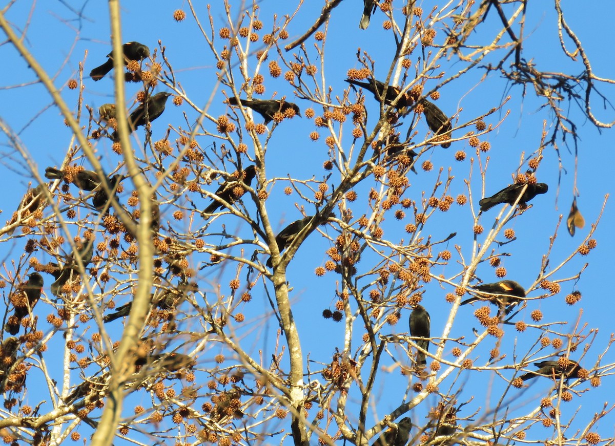 Red-winged Blackbird - ML647254664