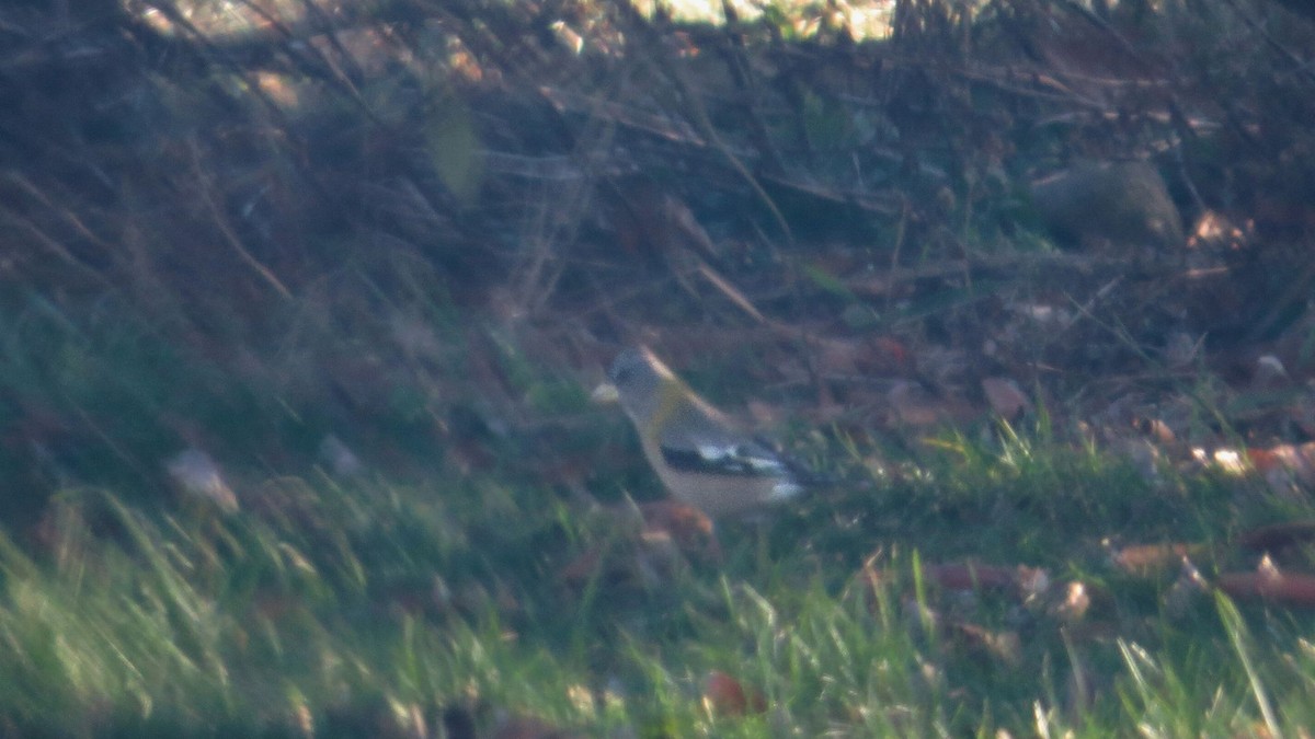 Evening Grosbeak - ML647254666