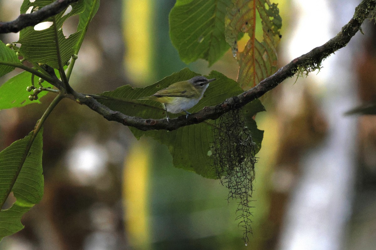 Chivi Vireo - ML647254667