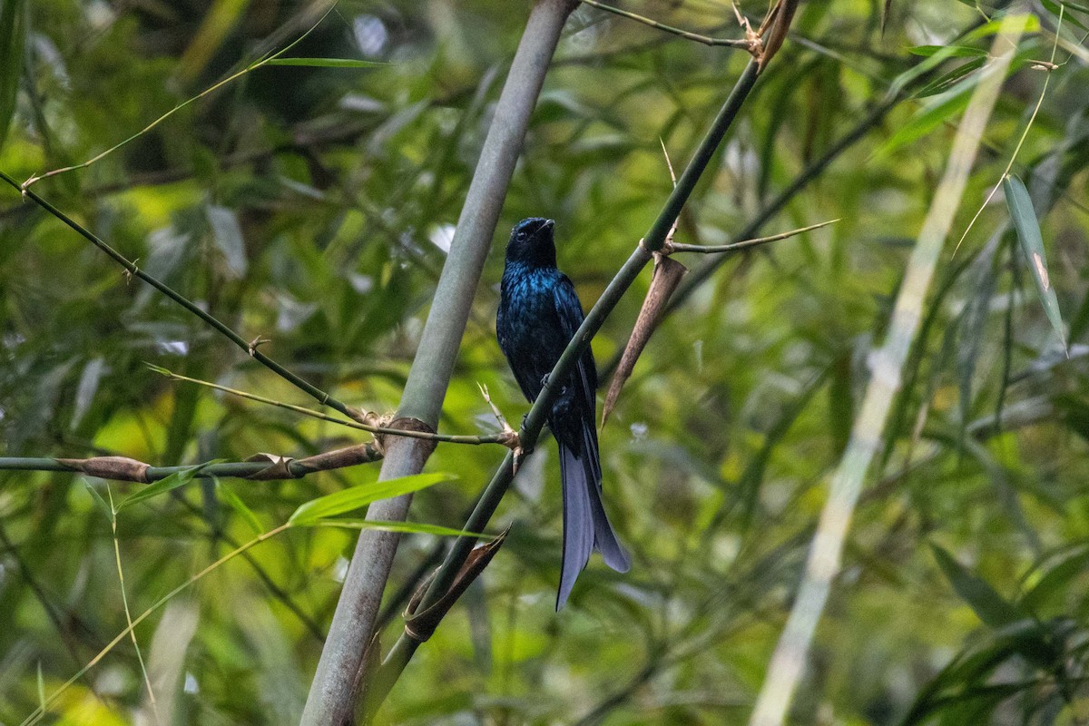 Bronzed Drongo - ML647254676