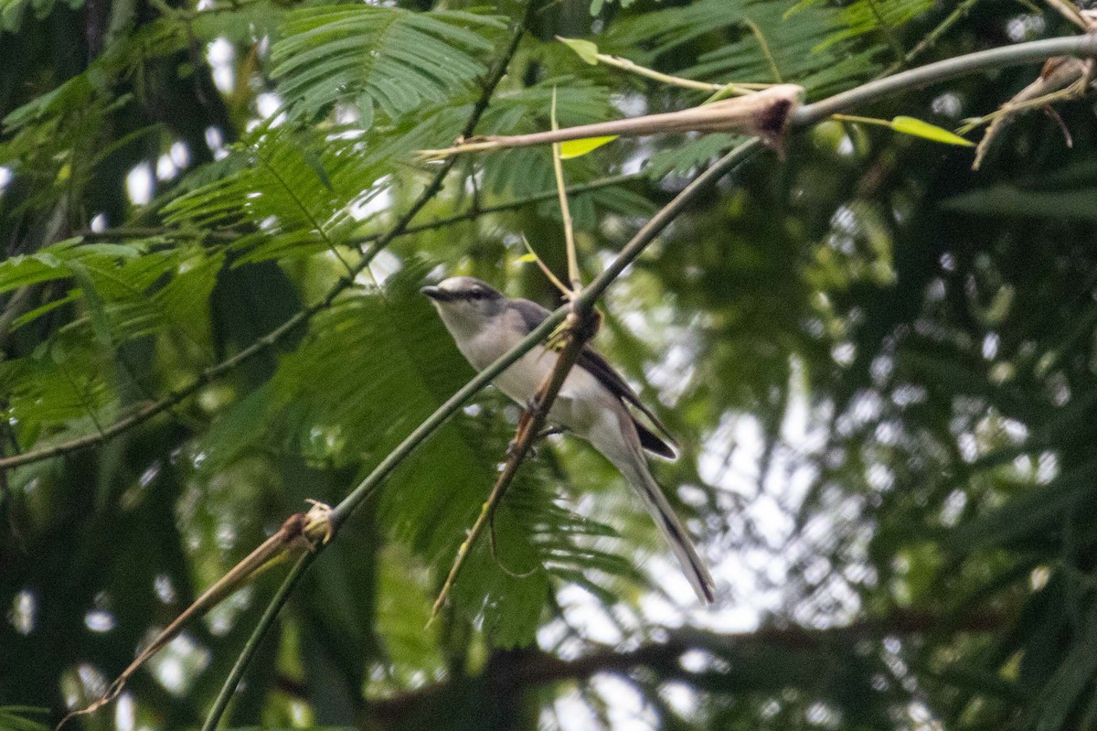 小灰山椒鳥 - ML647254682