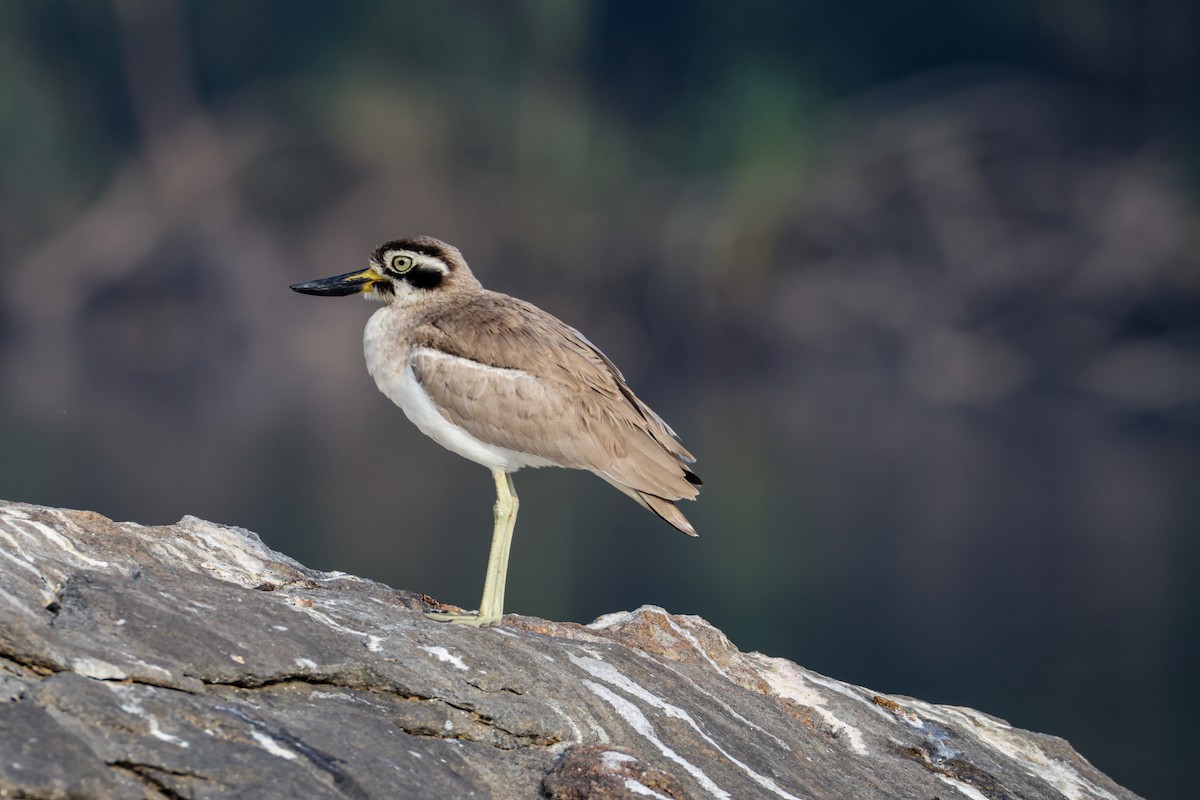 Great Thick-knee - ML647254686