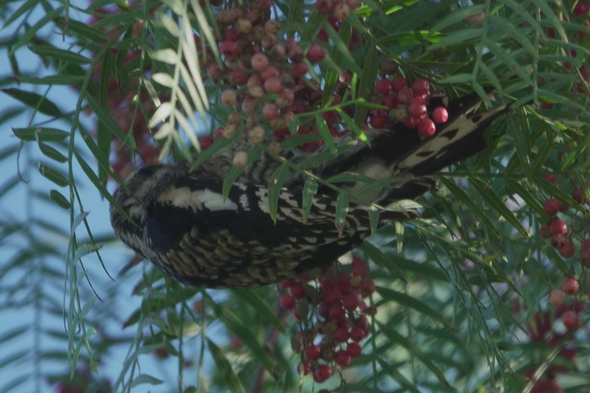 Yellow-bellied Sapsucker - ML647254689