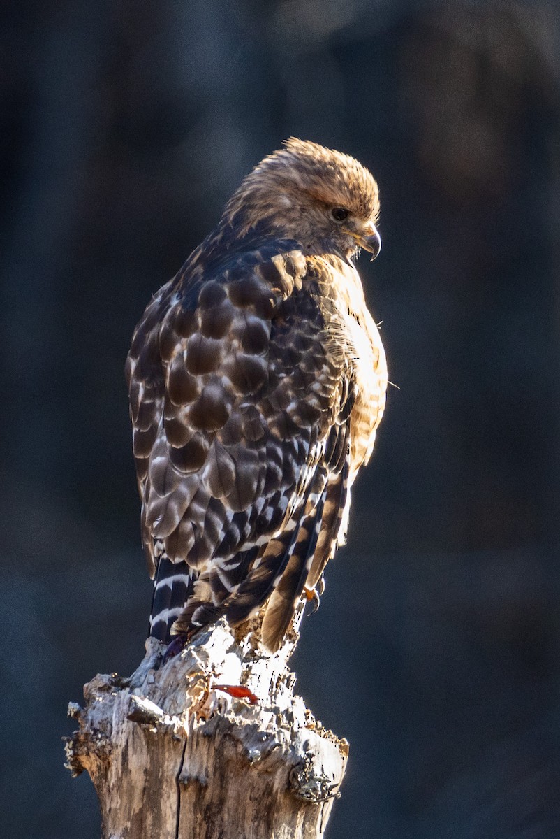 káně páskovaná - ML647254711