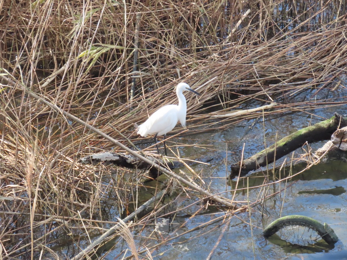 Little Egret - ML647254726