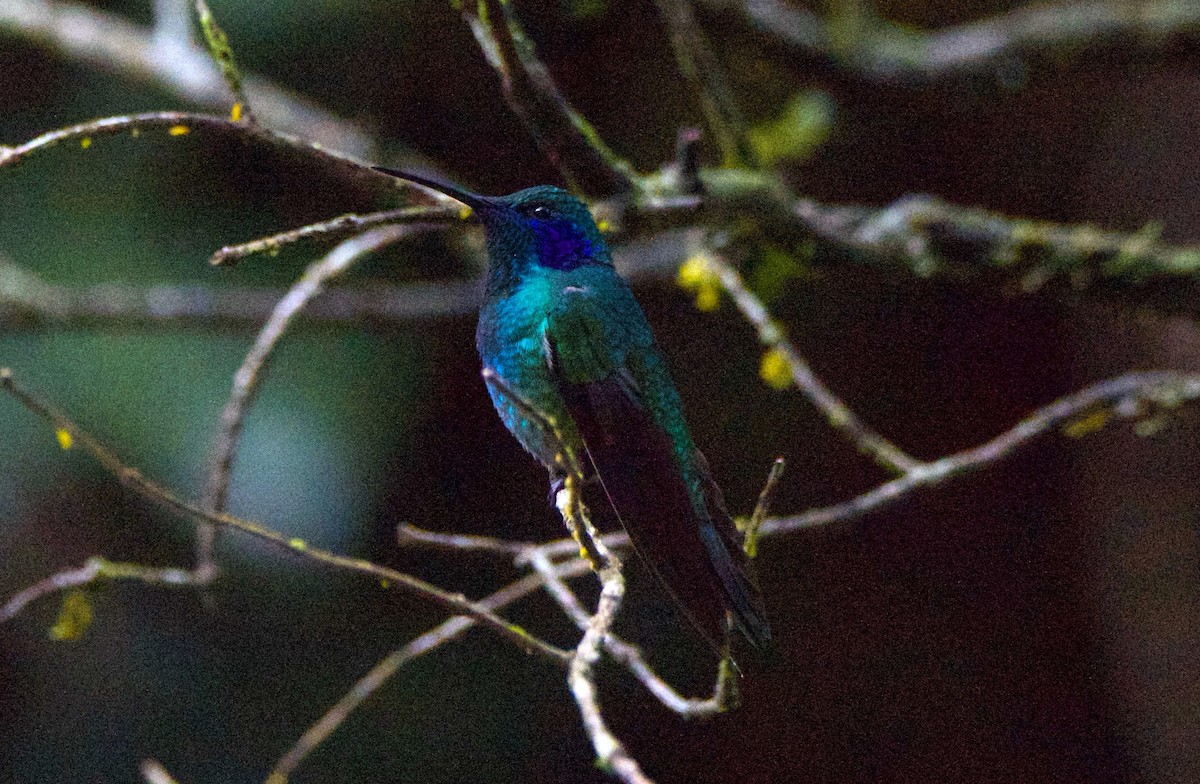 Lesser Violetear - ML647254727