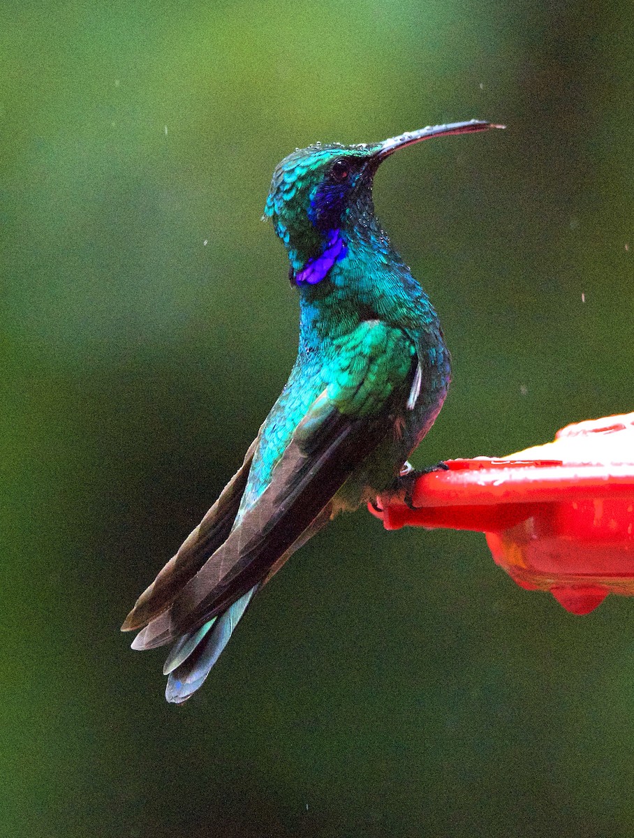 Lesser Violetear - ML647254731