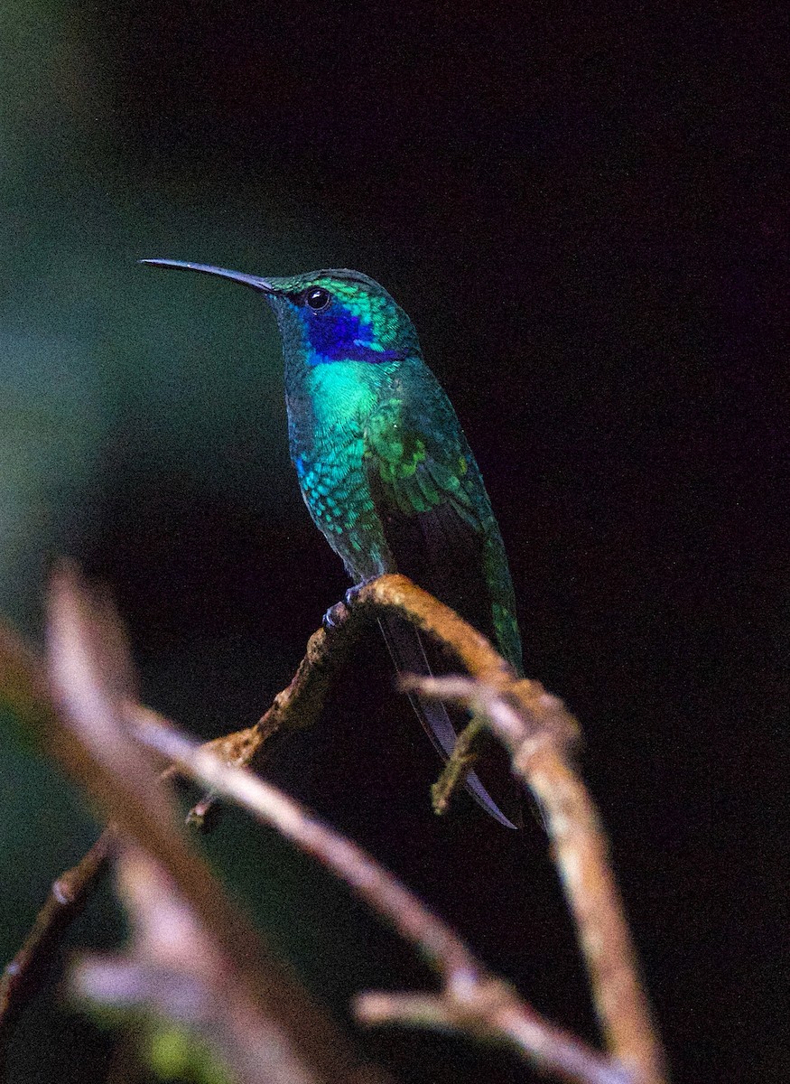Lesser Violetear - ML647254733