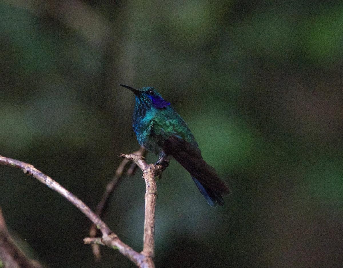 Lesser Violetear - ML647254744