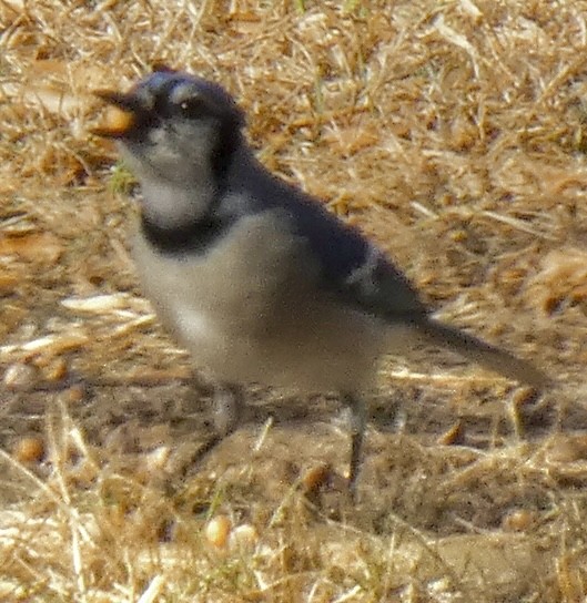 Geai bleu - ML647254746