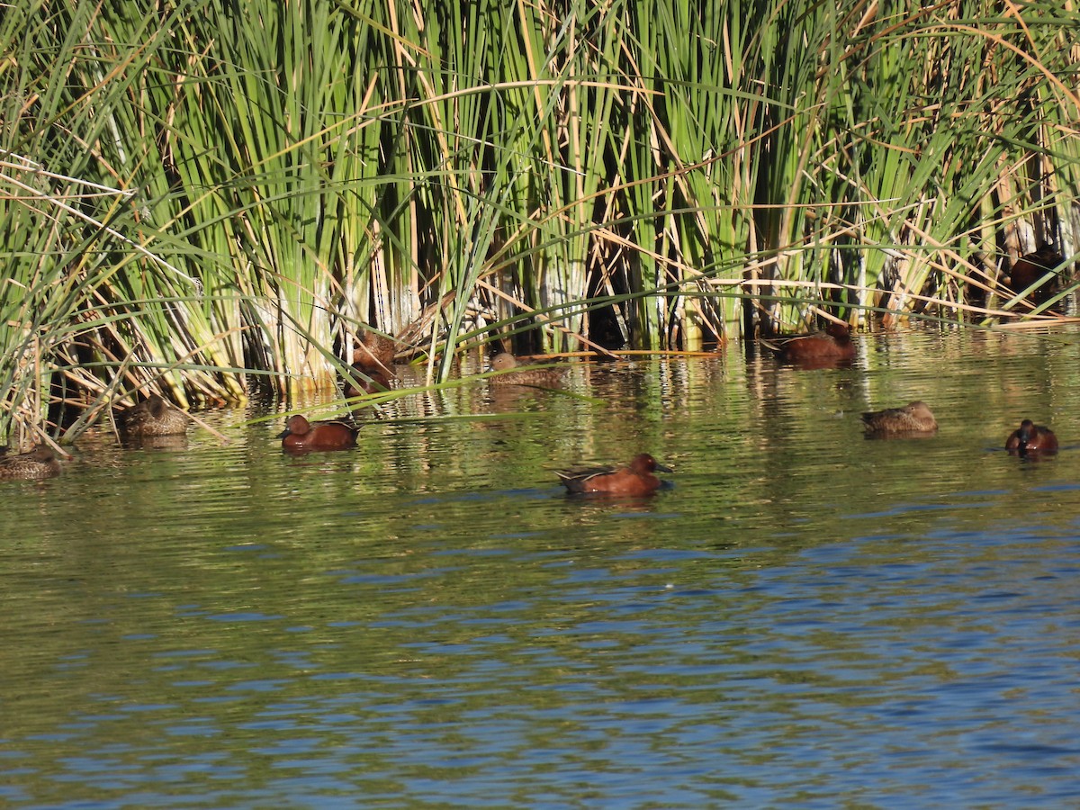 Cinnamon Teal - ML647254770