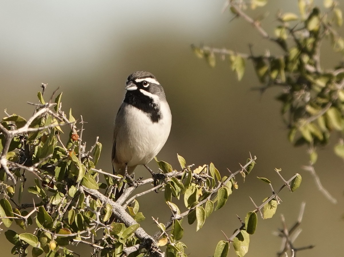 Black-throated Sparrow - ML647254771