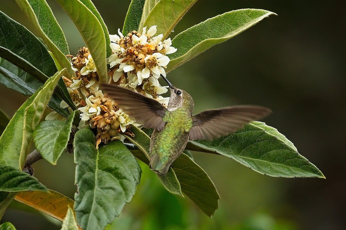 Anna's Hummingbird - ML647254773