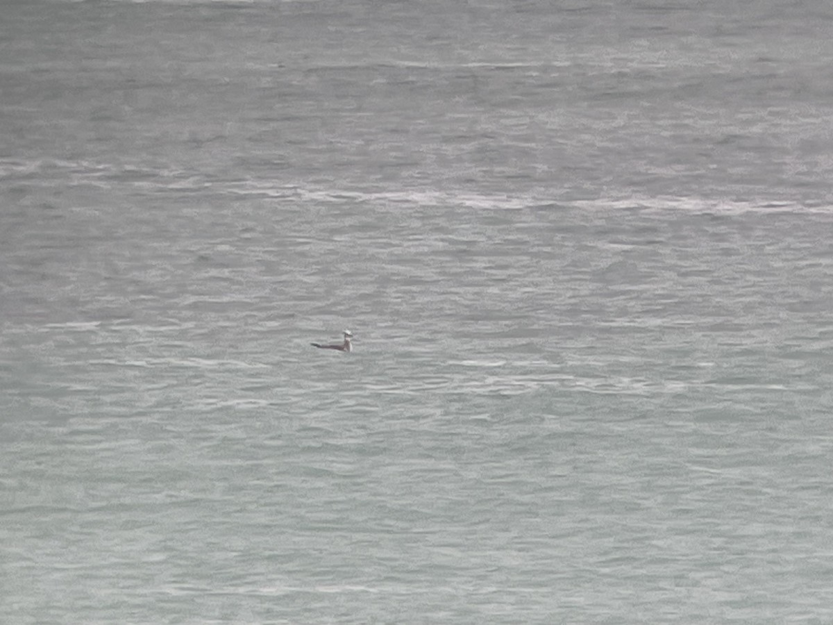 ワライカモメ - ML647254774