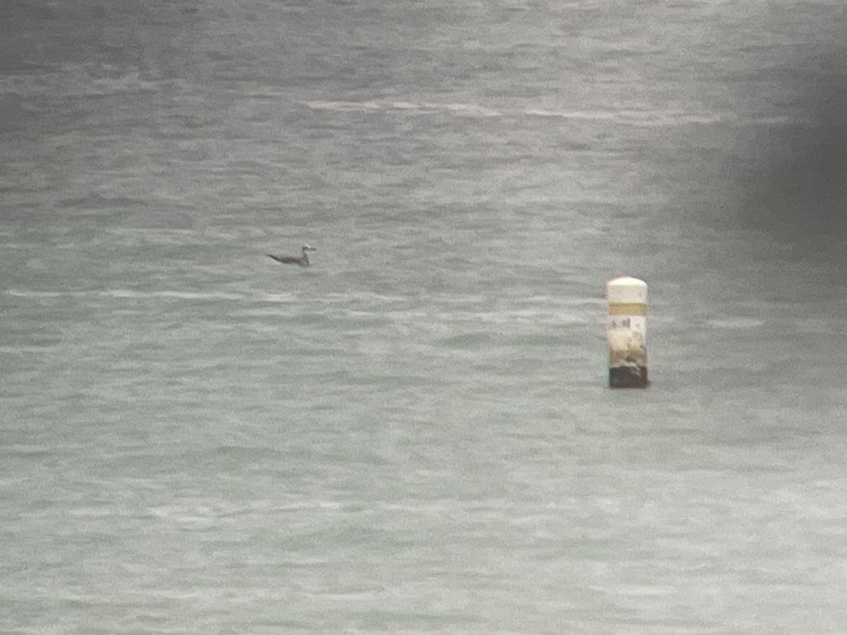 ワライカモメ - ML647254775