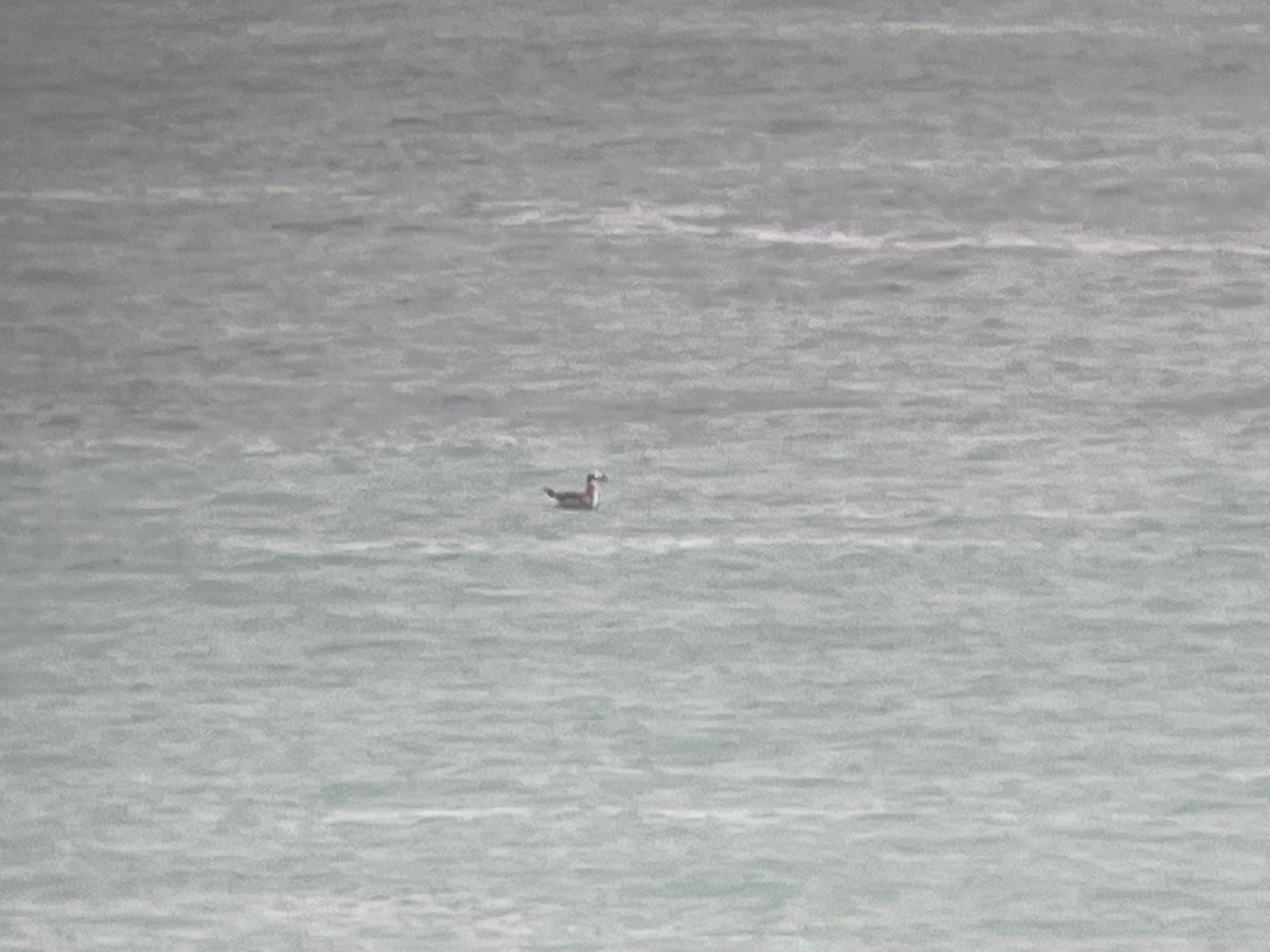 ワライカモメ - ML647254776